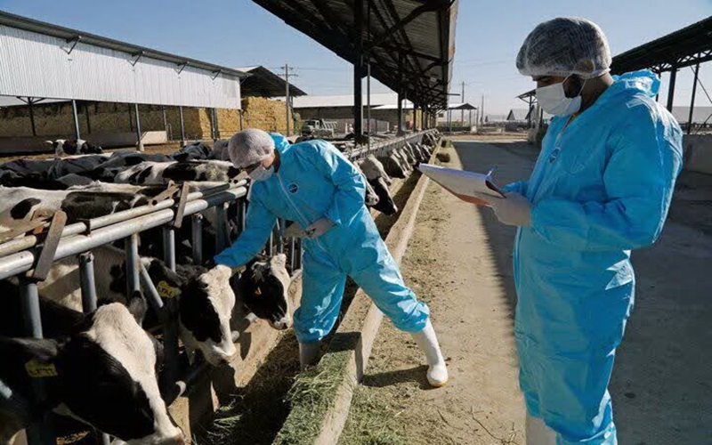 «تب مالت» خطر خاموش در سایه قربانی دام