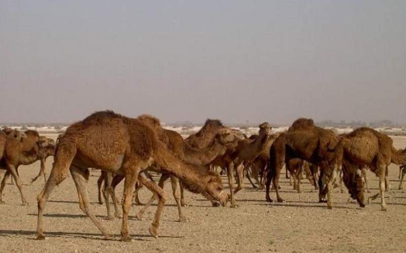خروج شترها؛ نفس تازه‌ای برای تالاب هامون