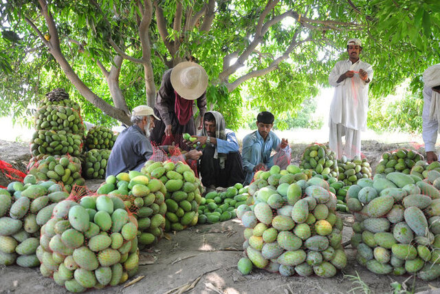 برداشت سالانه ۱۷ هزار تن انبه