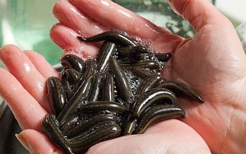 پرورش زالو راهی نو برای اشتغال در سیستان