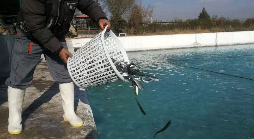 پرورش ماهی مسیری نو در اشتغال‌زایی هامون