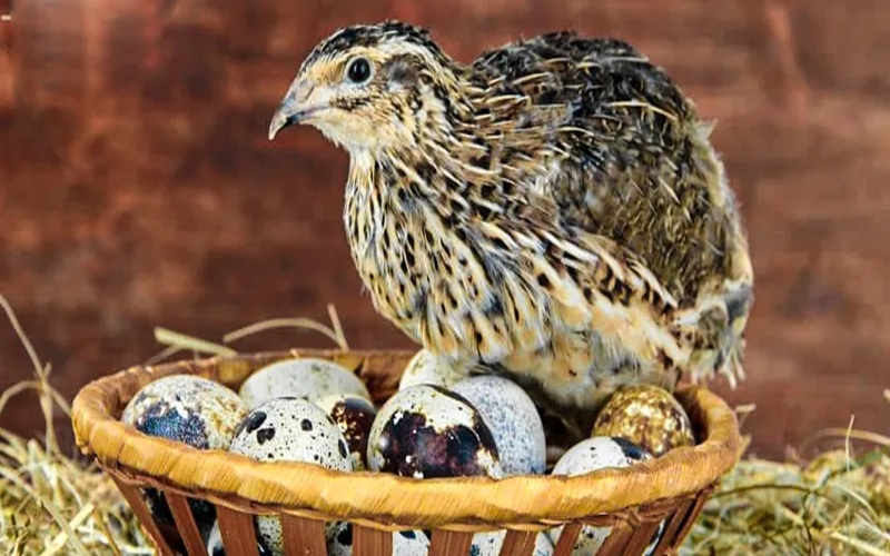 اشتغال پایدار با پرورش بلدرچین در هامون