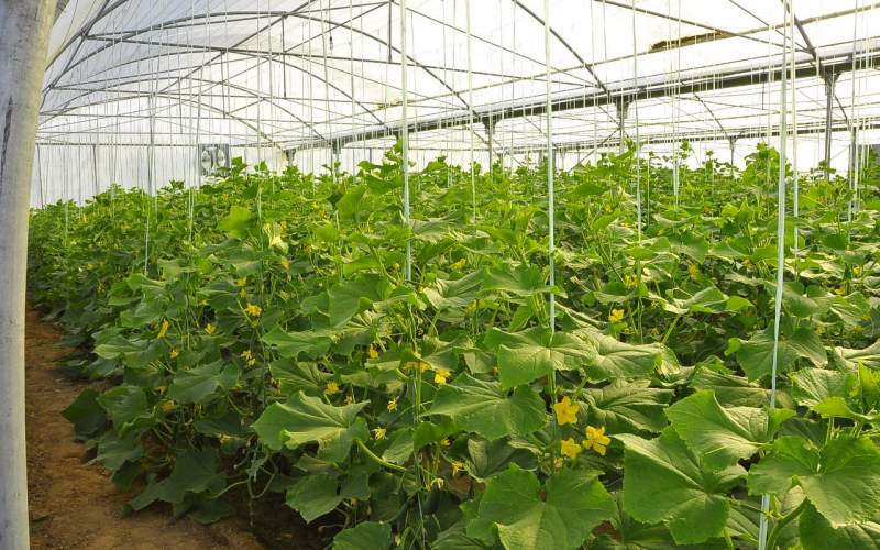 گلخانهها امید تازه در دل خشکسالی سیستانوبلوچستان