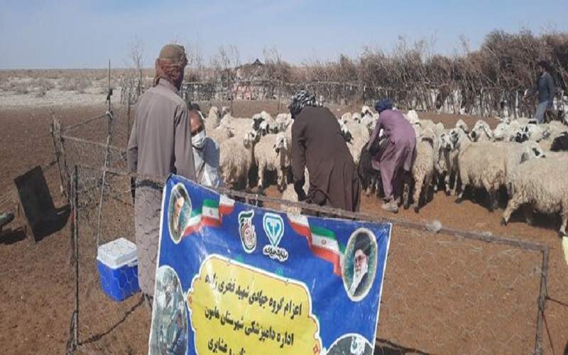 واکسیناسیون و آموزش دامداران هامون