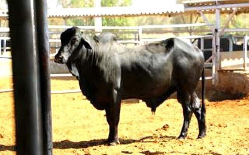 گاو سیستانی میراث ژنتیکی شرق ایران