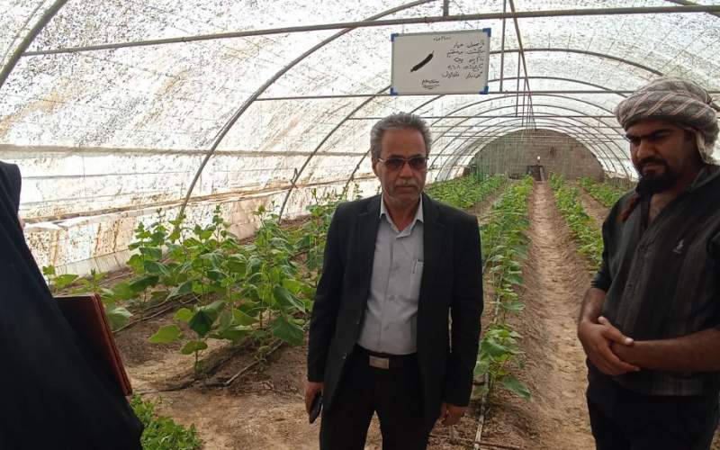 آغاز فصل کشت محصولات گلخانه‌ای در شهرستان هامون