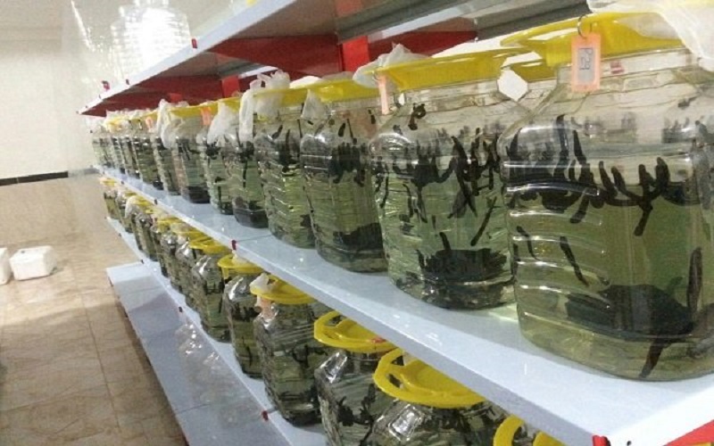 زالوپروری شغلی نو برای توسعه روستاها است