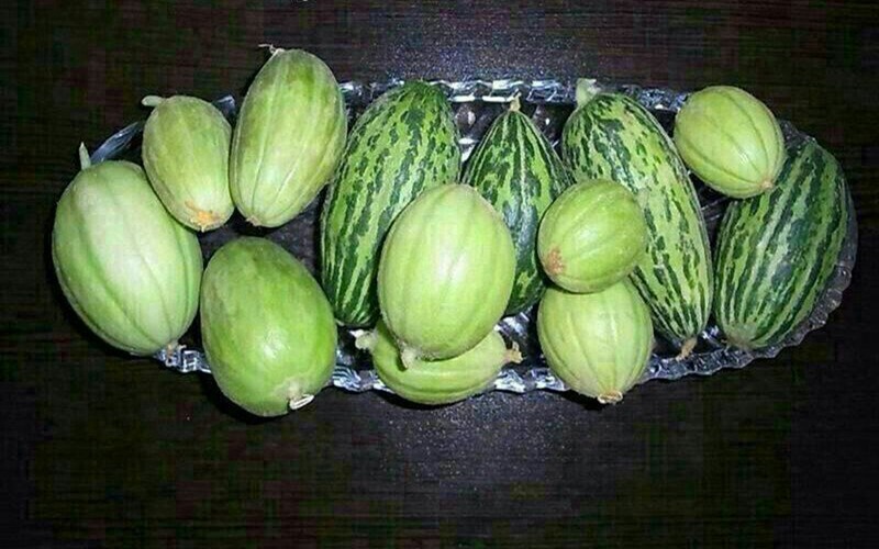 شکوفایی دوباره جالیز در دل سیستان