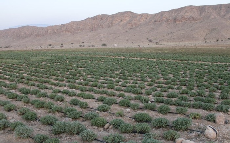 توسعه پایدار گیاهان زینتی و دارویی در خاش