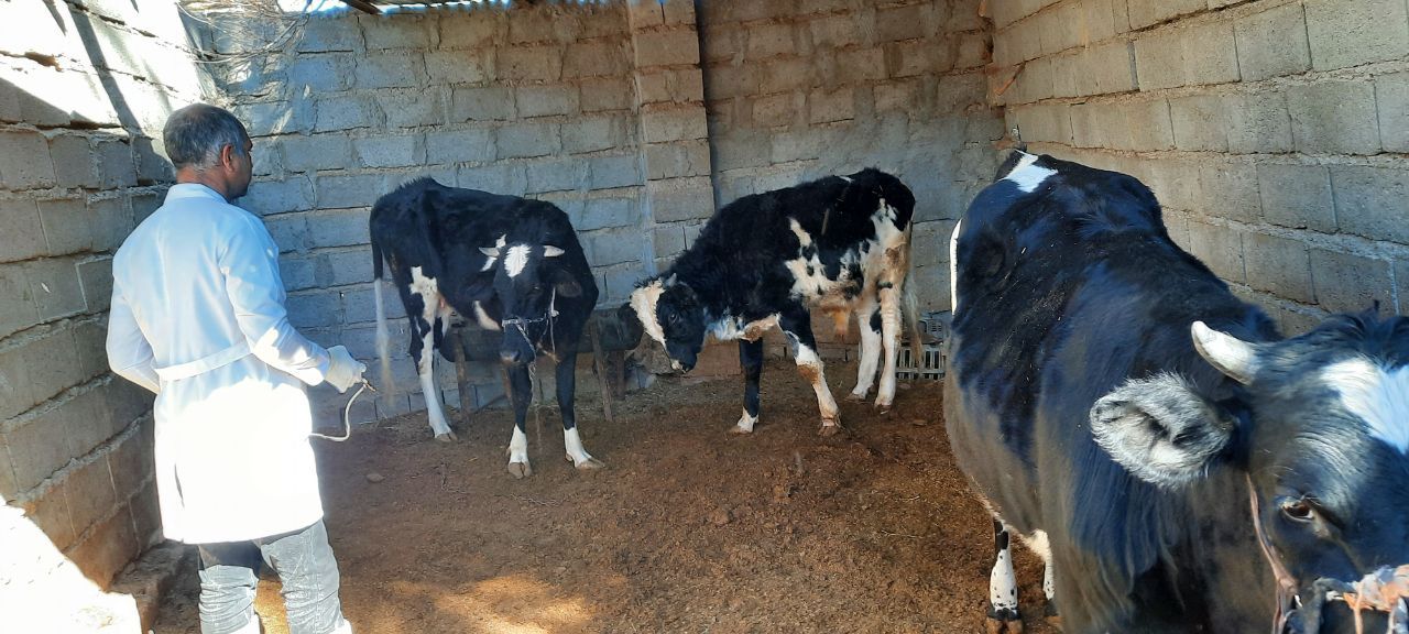 واکسیناسیون رایگان دامهای سنگین در هامون