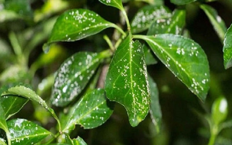 مدیریت یکپارچه آفات راه‌حل پایدار تولیدات گلخانه‌ای