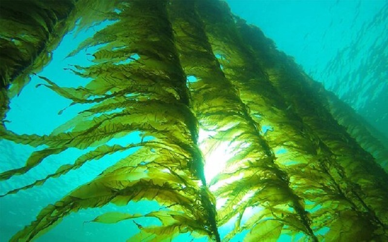 ظرفیت مناسب سیستانوبلوچستان برای تولید جلبکهای دریایی