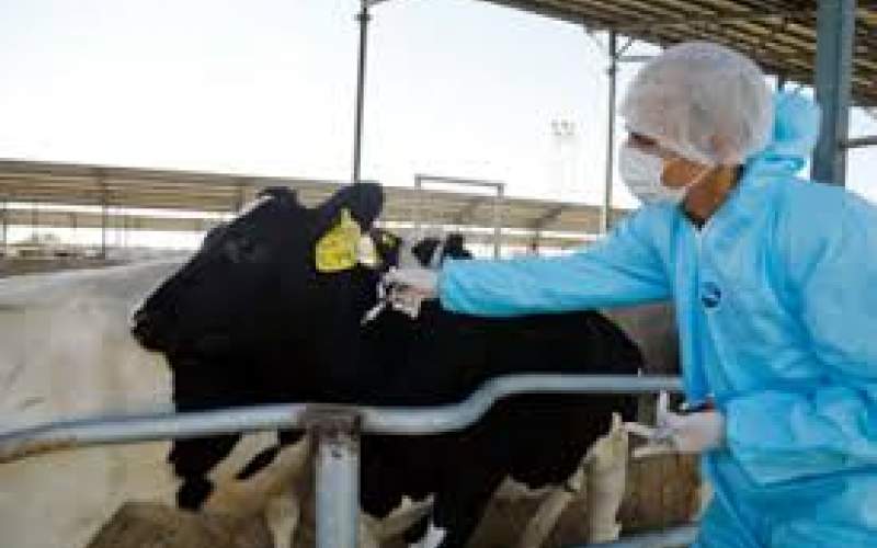 واکسیناسیون ۴۷ هزار دام علیه لمپیاسکین