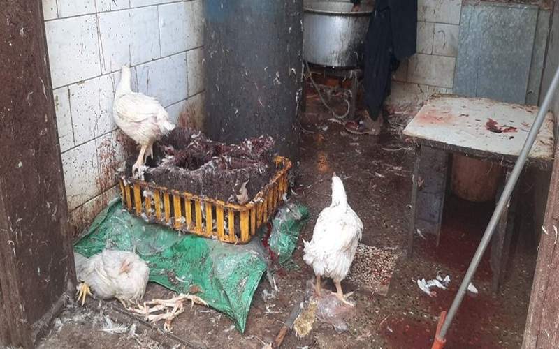 تشدید برخورد با کشتار غیرمجاز مرغ در سیستان‌وبلوچستان