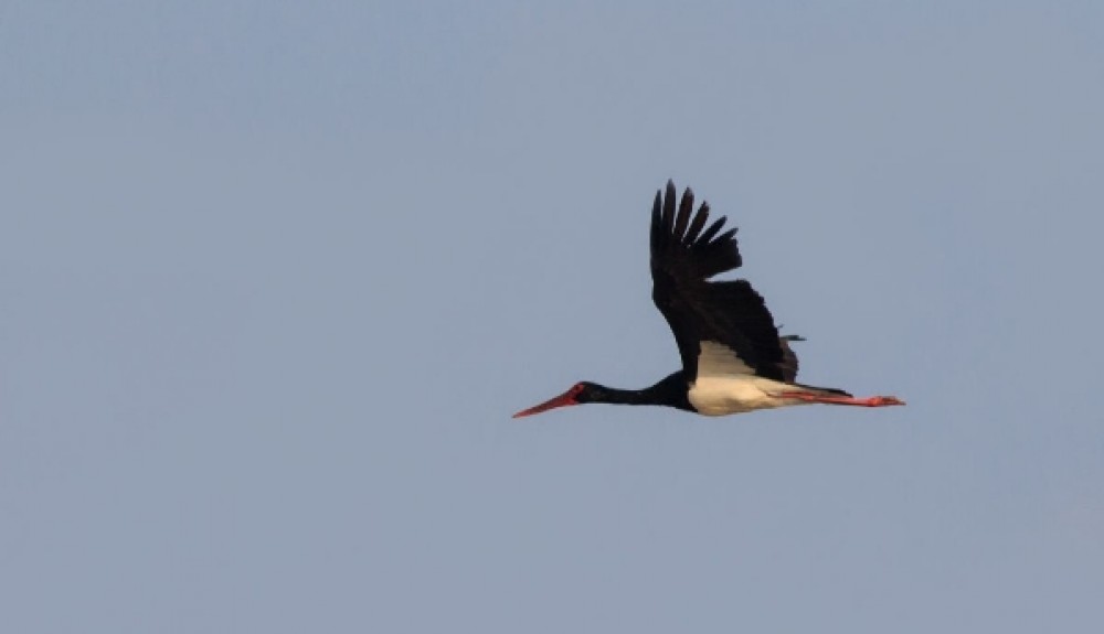 مشاهده لک‌لک سیاه پس از هفت سال در زهک