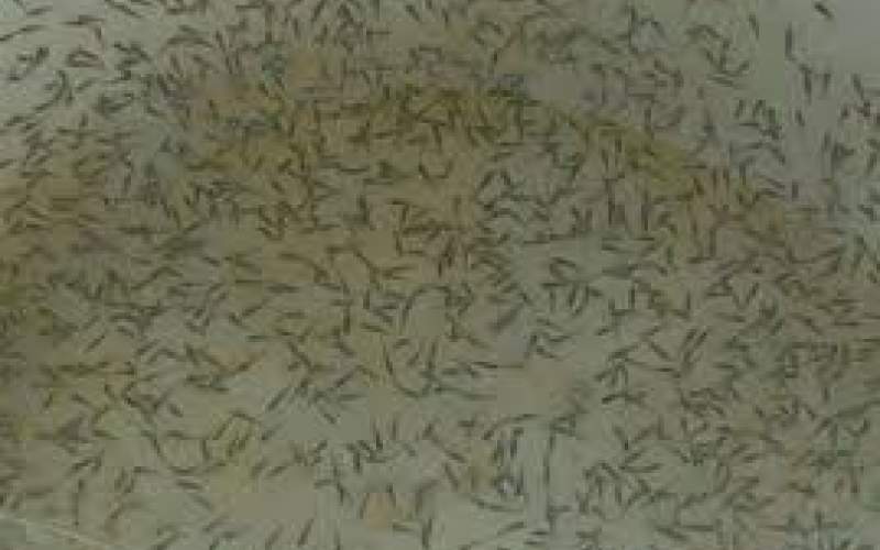 حفظ ذخایر دریا با رهاسازی میگو