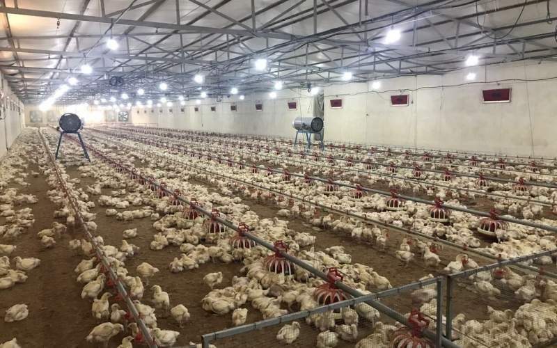 صنعت طیور پیشران اقتصاد محلی در سیستانوبلوچستان