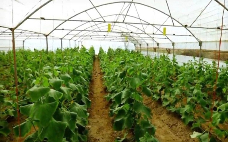 گلخانه‌ها، کلید نجات کشاورزی کم‌آب زهک