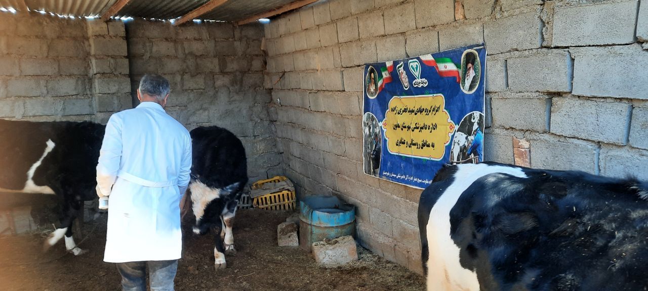 آغاز فاز دوم واکسیناسیون دامها در هامون