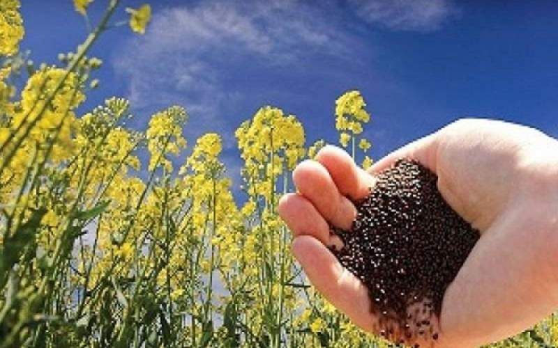 کشت کلزا، نسخه دلگان برای خودکفایی روغن