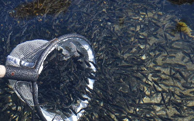 افتتاح استخر پرورش ماهی، گامی برای اشتغال