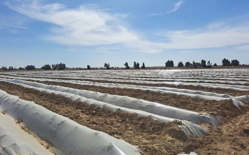 زابل چگونه قطب جالیزی خارج‌فصل ایران شد؟