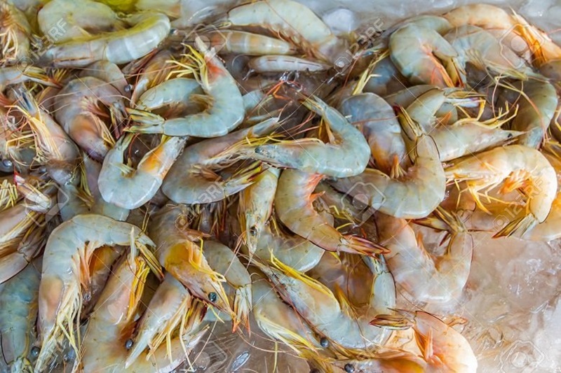 افزایش ۶۱ درصدی تولید میگو در سیستان‌وبلوچستان