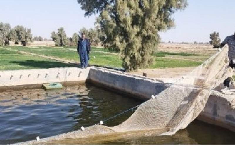 اولین قزلآلای سیستان در زهک برداشت شد