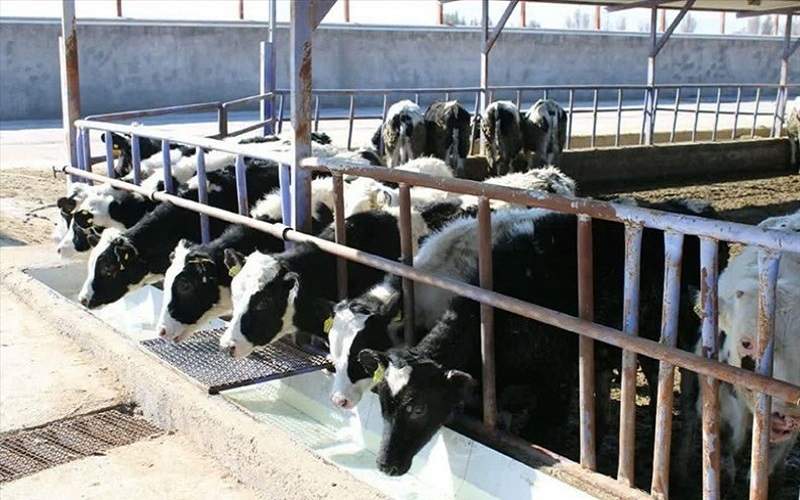 جهش دامپروری با تسهیلات ۴۱۸ میلیاردی