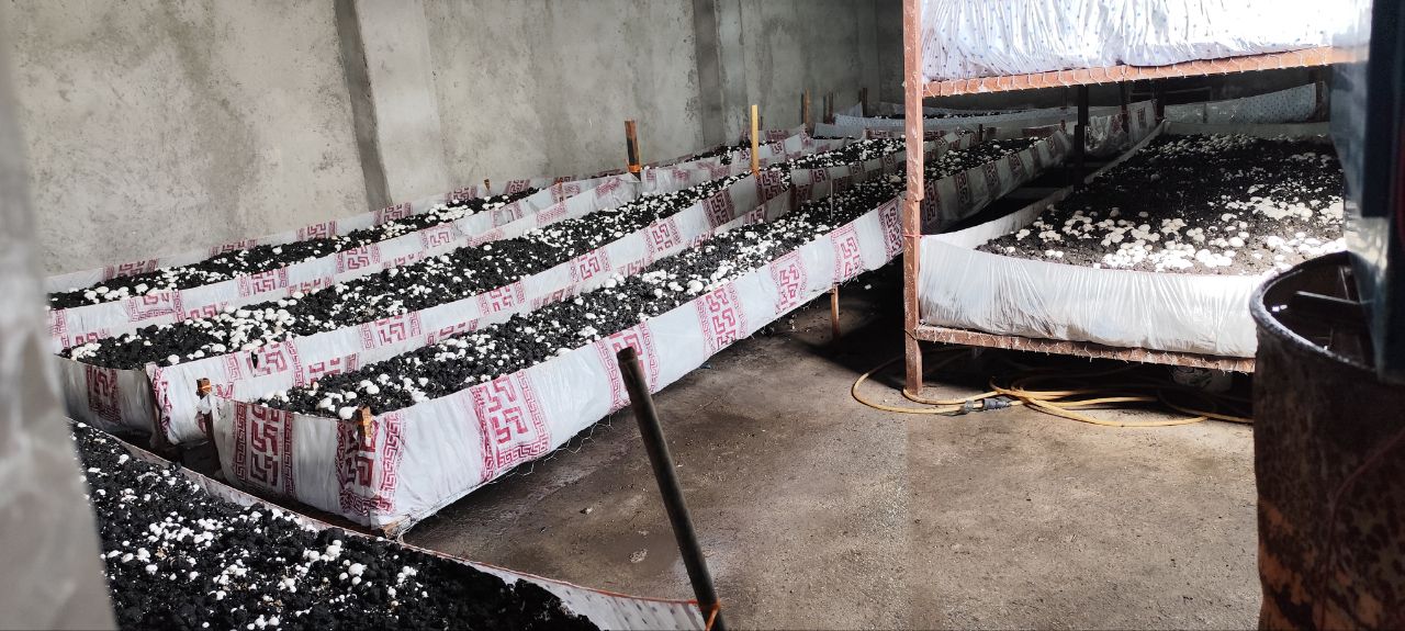 افتتاح طرح پرورش قارچ خوراکی در زابل