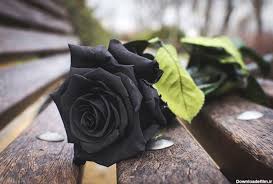 شروع صبح با یک صفحه از قرآن کریم