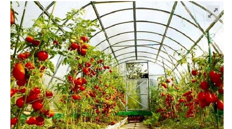 سطح گلخانه‌های سیستان‌وبلوچستان به ۸۷۸ هکتار رسید