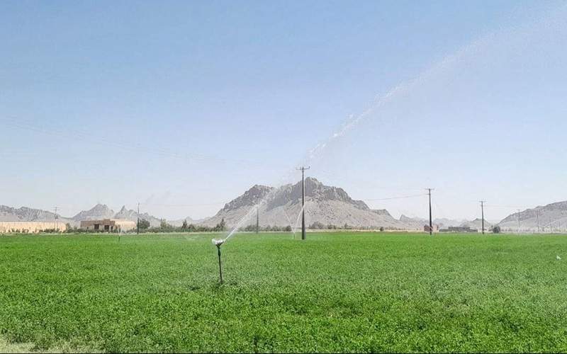 برداشت سالانه ۴ هزار تن یونجه در خاش