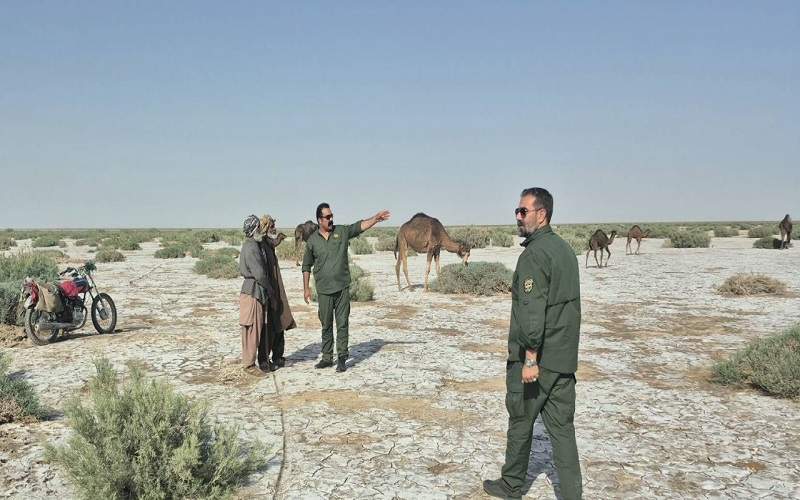 جمع آوری ۱۰۰ شتر غیرمجاز از تالاب بین‌المللی هامون
