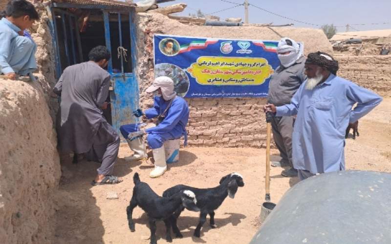 واکسیناسیون ۵۴۳ رأس دام در اردوی جهادی زهک