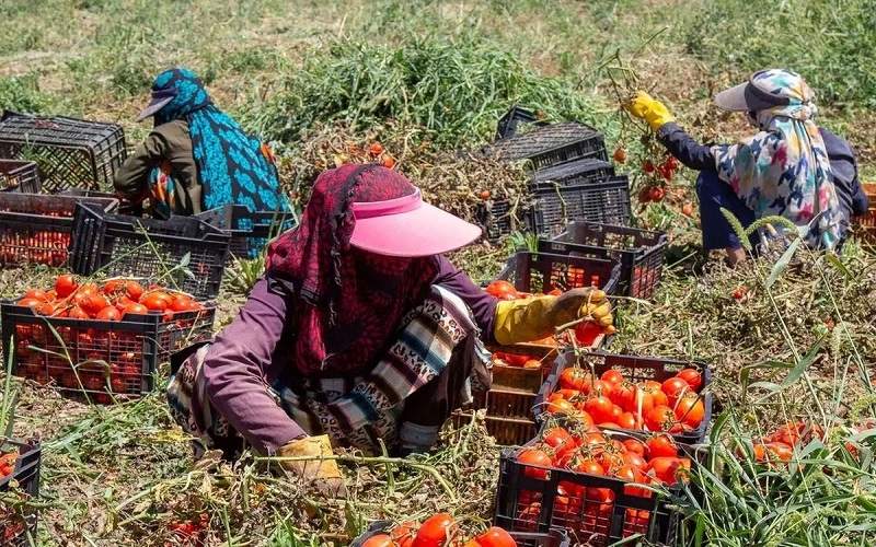 حمایت از زنان تسهیل‌گر روستایی در زهک