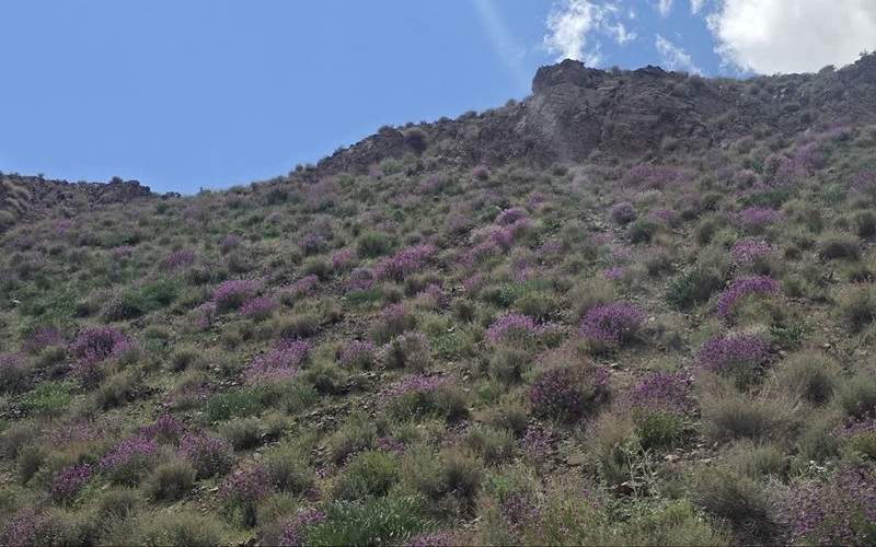وجود ۱۰ میلیون هکتار مرتع در سیستان‌وبلوچستان