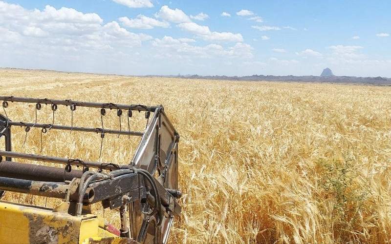 پیش‌بینی تولید ۷ هزار تن جو در خاش