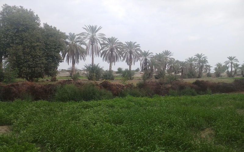 عورکی، جایی میان نخل و رؤیا در قلب مکران