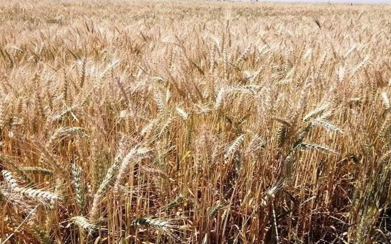 راه‌اندازی مرکز خرید گندم در شهرستان زهک