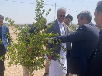 بزرگ‌ترین پارک جنگلی جنوب شرق کشور در زاهدان