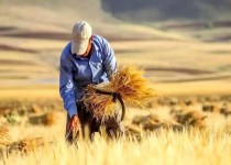 خرید ۳۵ هزار تن گندم از کشاورزان سیستان‌وبلوچستان
