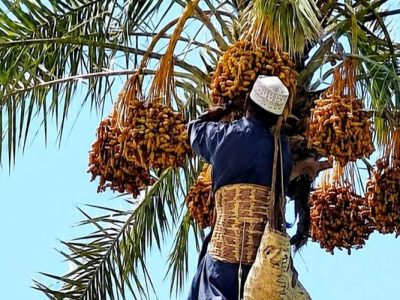 آغاز فصل برداشت خرمای نوبرانه در فنوج