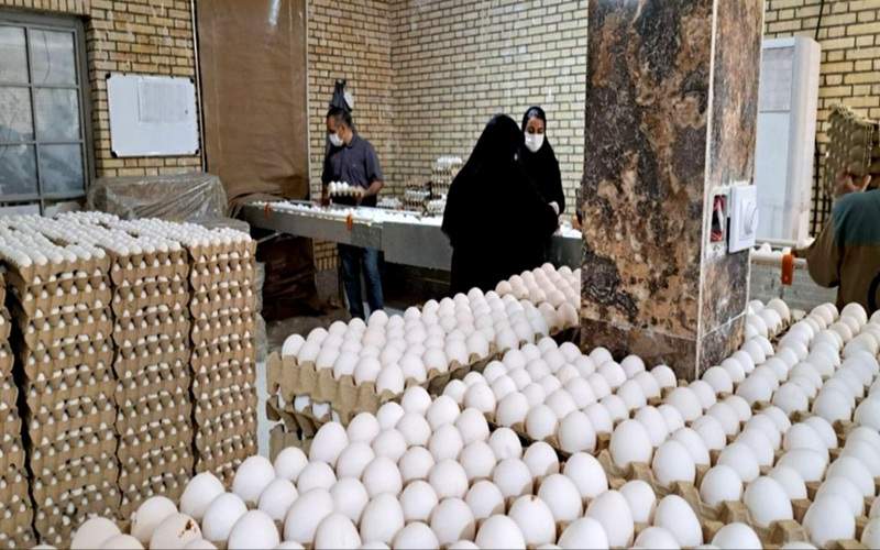 تولید تخممرغ در زاهدان از مرز ۵۰۰ تن گذشت