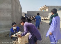 پایداری تولید در گرو همکاری دامداران برای واکسیناسیون