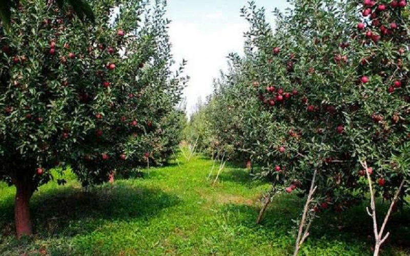 شتاب در صدور شناسنامه بهره‌برداران کشاورزی سیستان‌وبلوچستان
