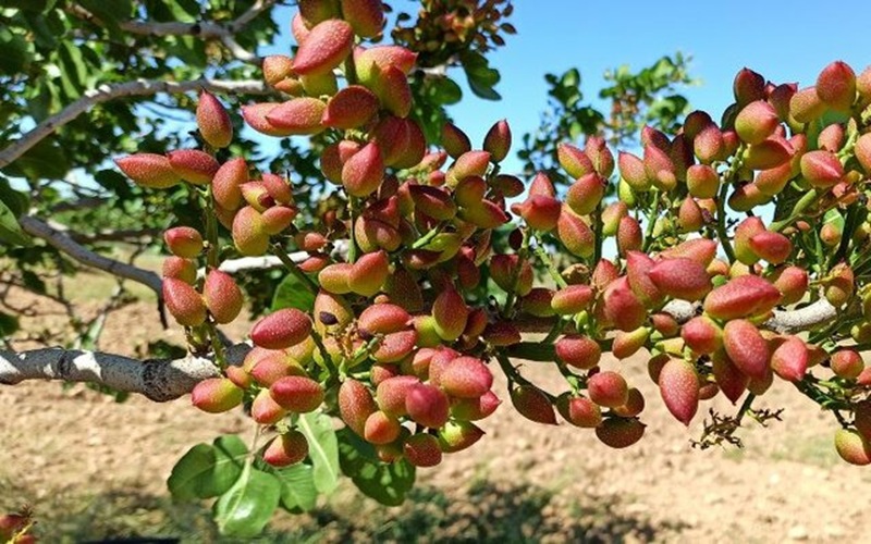 رونق اشتغال و درآمد به برکت پسته گراغه