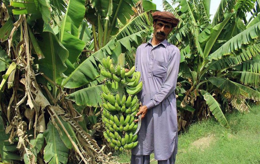 ۷۲ هزار تن موز به بازار رسید