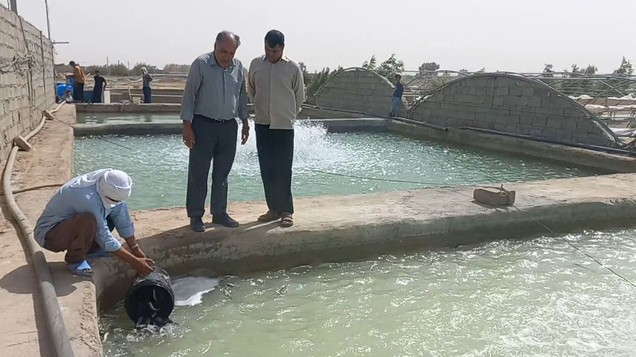 آغاز رهاسازی بچه‌ماهی قزل‌آلا در هامون