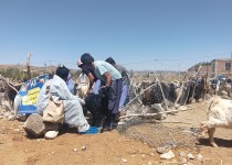 واکسیناسیون بیش از ۷ هزار رأس دام در خاش